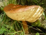 Leccinum aurantiacum image