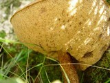 Leccinum aurantiacum image