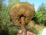 Leccinum aurantiacum image