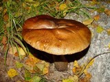 Leccinum aurantiacum image