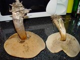 Leccinum aurantiacum image