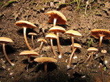 Tubaria conspersa image