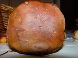 Boletus badius image