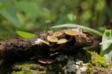 Simocybe centunculus var. centunculus image