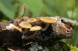 Simocybe centunculus var. centunculus image