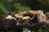 Simocybe centunculus var. centunculus image