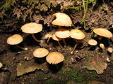 Tubaria conspersa image