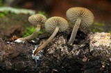 Simocybe centunculus var. centunculus image