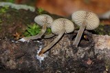 Simocybe centunculus var. centunculus image