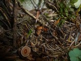 Rhodocybe nitellina image