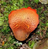 Erythrophylloporus aurantiacus image
