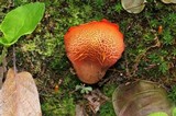 Erythrophylloporus aurantiacus image