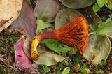 Erythrophylloporus aurantiacus image
