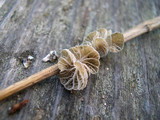Tetrapyrgos subdendrophora image
