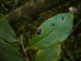 Rhytisma salicinum image