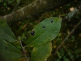 Rhytisma salicinum image