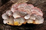 Byssomerulius incarnatus image