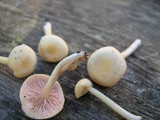 Entoloma sericellum image