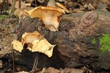 Pseudofavolus cucullatus image