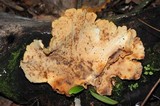 Pseudofavolus cucullatus image