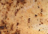 Pseudofavolus cucullatus image
