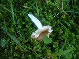 Russula nauseosa image