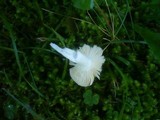 Russula nauseosa image