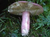 Russula olivacea image