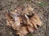 Sarcodon versipellis image