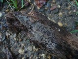Sebacina dimitica image