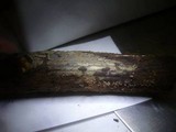 Sebacina dimitica image