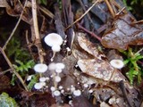 Collybia cirrhata image