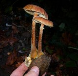 Armillaria nabsnona image