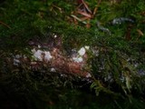 Resupinatus conspersus image