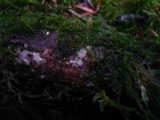 Resupinatus conspersus image