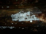 Subulicystidium longisporum image