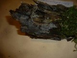 Rhizoctonia fusispora image