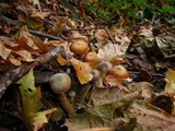 Armillaria nabsnona image