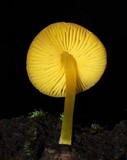 Pluteus chrysophlebius image
