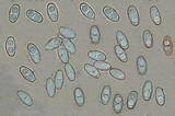 Otidea bufonia image