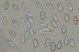 Otidea bufonia image