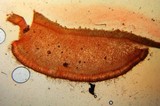 Otidea bufonia image
