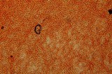Otidea bufonia image