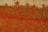 Otidea bufonia image