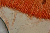 Otidea bufonia image