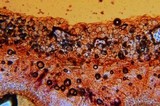 Pluteus chrysophlebius image