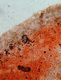Pluteus chrysophlebius image