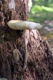 Hymenopellis furfuracea image