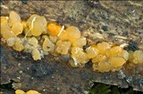 Dacrymyces stillatus image