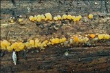 Dacrymyces stillatus image